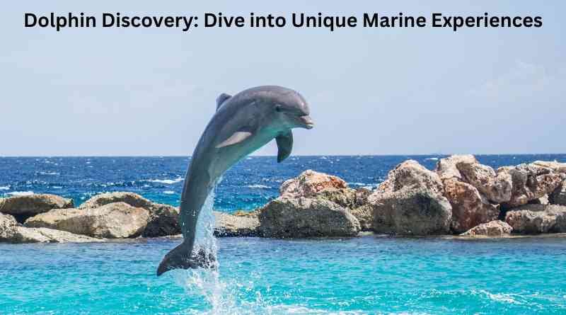 Dolphin Discovery: Dive into Unique Marine Experiences